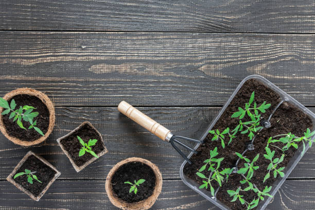 istock Eco friendly pots with young tomato sprouts 1148298579