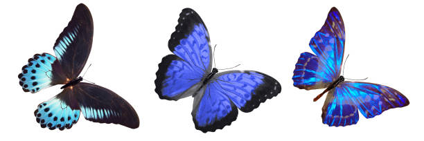 istock flock of blue butterflies isolated on white 1148299375