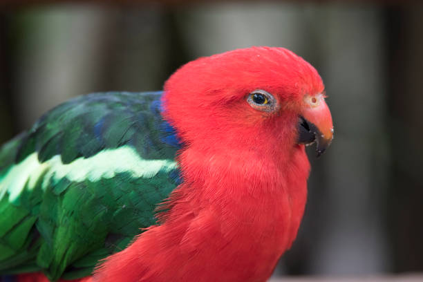 Australian king parrot