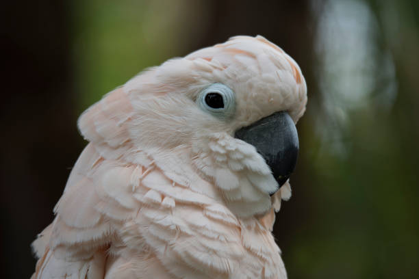 istock Salmon-crested cockatoo headshot 1148299632