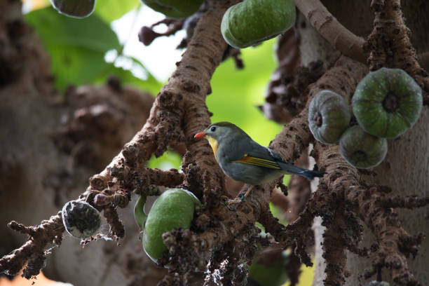Pekin robin on Indian fig tree