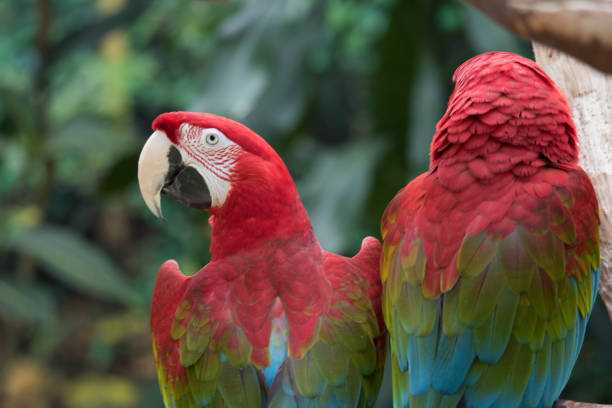 istock Red-and-green macaw mating couple 1148301643