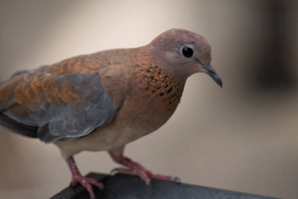 istock Laughing dove close-up 1148302508