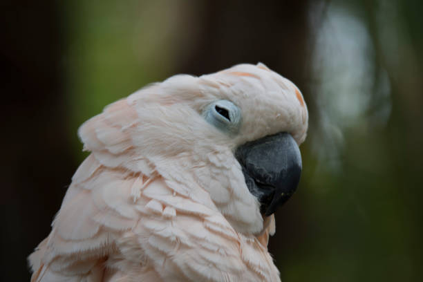 Salmon-crested cockatoo