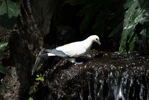 Pied Imperial Pigeon drinking water from a waterfall.
