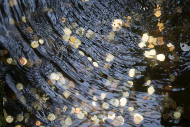 Coins in the wishing well fountain
