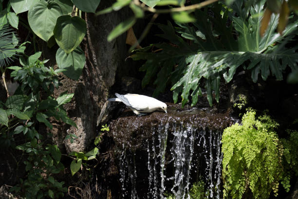 Pied Imperial Pigeon drinking water from a waterfall.