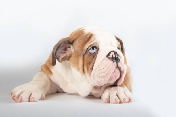 istock American Bulldog Puppy 1148303312