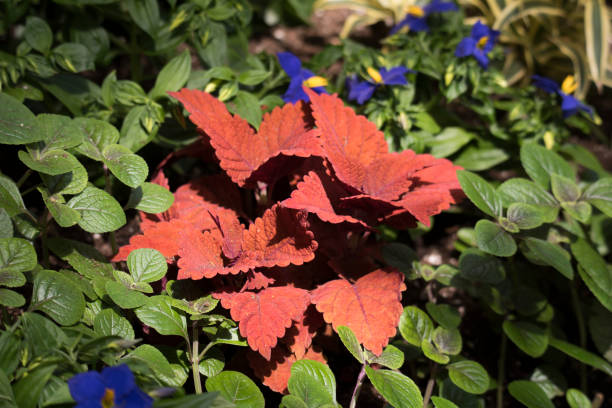 istock Coleus ornamental red leaf plant 1148303403