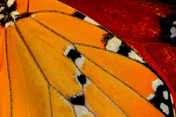 istock Extreme macro of  butterfly wing background, 1148308773