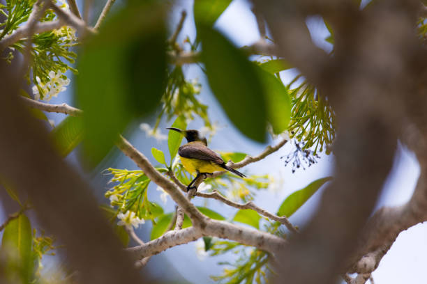 istock olive-backed sunbird perching on a branch from a flourishing tree 1148308794
