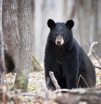 Close up image of an American Black Bear sitting in the forest.  Springtime in Wisconsin