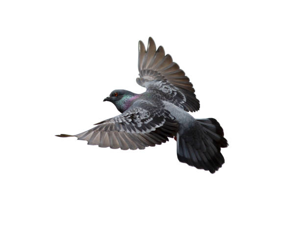istock Pigeon flying isolated on white background 1148309605