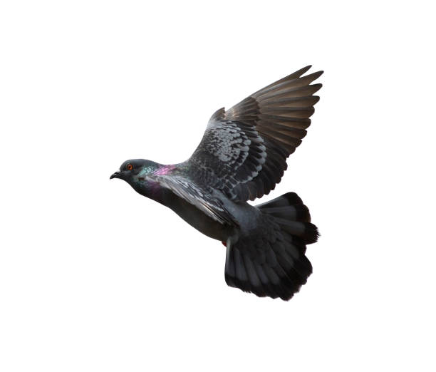 istock Pigeon flying isolated on white background 1148309612