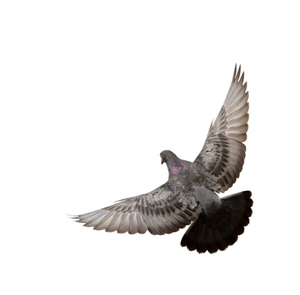 istock Pigeon flying isolated on white background 1148309618