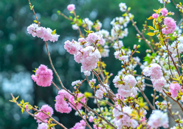 istock Blooming pink cherry blossoms flower in spring season 1148309647