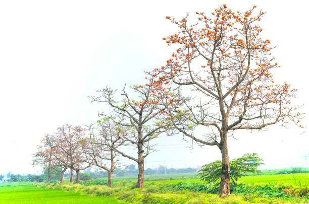 The beautiful Bombax Ceiba tree blooms in spring. This flower works as a medicine to treat inflammation, detoxification, antiseptic, blood circulation is very useful for human health