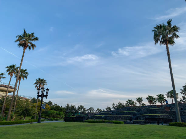 istock Palm trees in Jeju island 1148311832