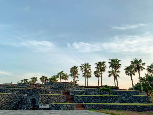 Palm trees in Jeju island