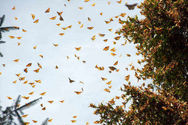 istock Monarch butterflies in Michoacan 1148311985