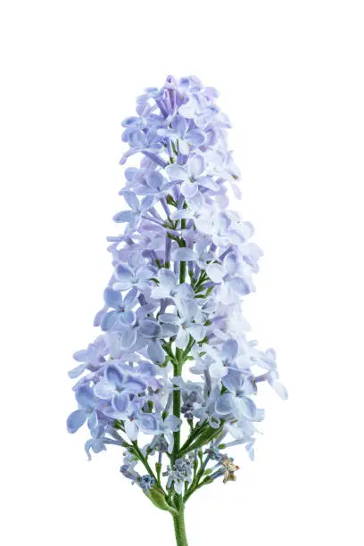 Blossoming Blue Lilac Flowers Branch Isolated on White Background