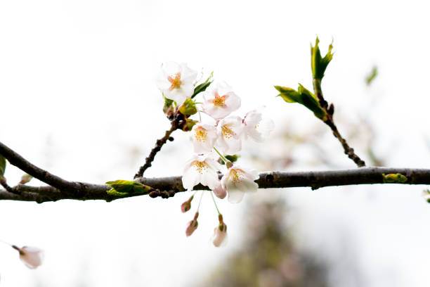 Cherry Blossom in Toronto stock photo
