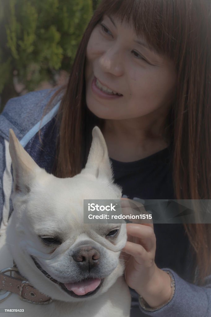 Playing time with french bulldog He (french bulldog) is her family and she spends much time with him. How adorable he is and what a lovely moment. Although he becomes stubborn once in a while, he is still a family member of hers. Now he's learnt how to do high-five ! 35-39 Years Stock Photo