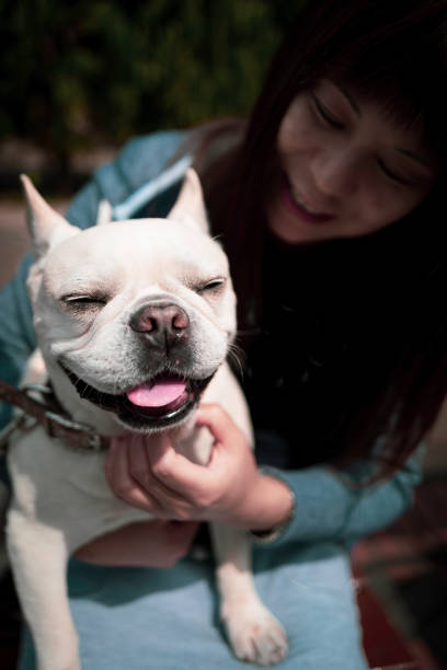 He (french bulldog) is her family and she spends much time with him. How adorable he is and what a lovely moment. Although he becomes stubborn once in a while, he is still a family member of hers. Now he's learnt how to do high-five !