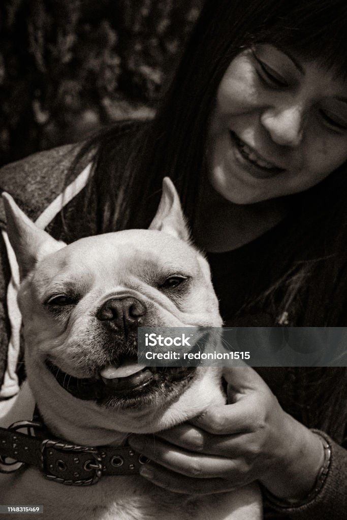 Playing time with french bulldog He (french bulldog) is her family and she spends much time with him. How adorable he is and what a lovely moment. Although he becomes stubborn once in a while, he is still a family member of hers. Now he's learnt how to do high-five ! 35-39 Years Stock Photo