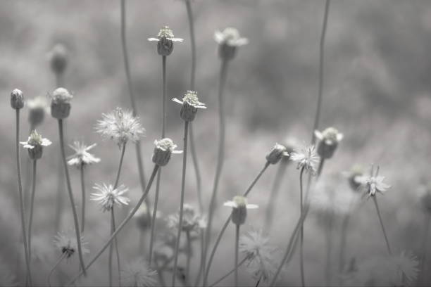istock Magic spring daisies on the lawn on a sunny day, blurred green background / texture. Chamomile flowers field 1148315572