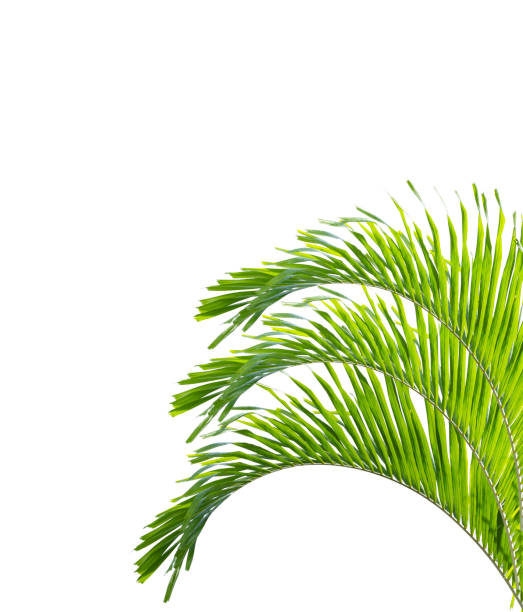 istock Green palm leaf isolated on white background 1148318044