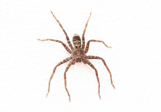 istock Close up image of spider on rough white wall 1148318821