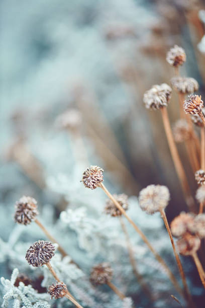 istock Artistic Nature. Santolina plant in winter 1148322242