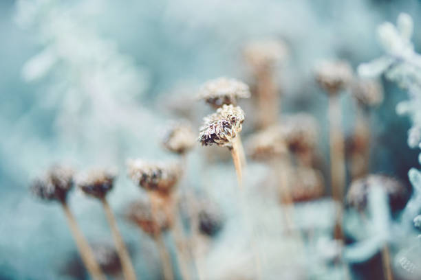 artistic nature. santolina plant in winter - nobody nature fragility close up imagens e fotografias de stock