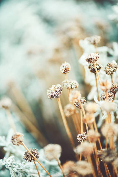 istock Artistic Nature. Santolina plant in winter 1148322248