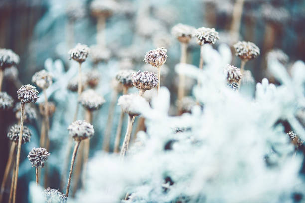 istock Artistic Nature. Santolina plant in winter 1148322281