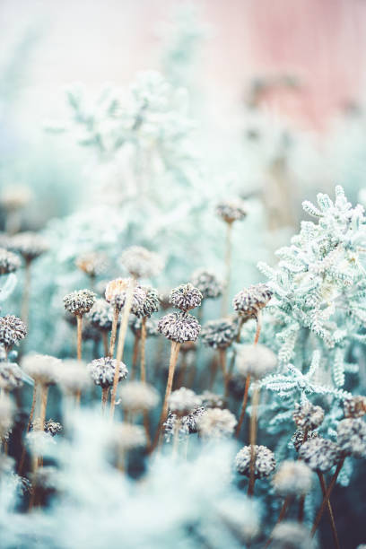 istock Artistic Nature. Santolina plant in winter 1148322879