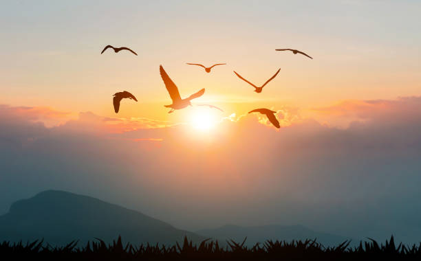 oiseaux volant la liberté sur les montagnes et la silhouette de lumière du soleil - sunrise hill sea sun photos et images de collection