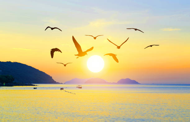Birds flying freedom on the mountains and sunlight silhouette