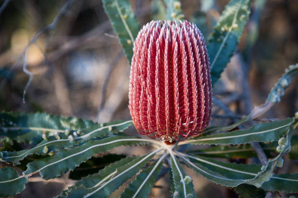 A single Banksia flower, a wildflower common in Western Australia.