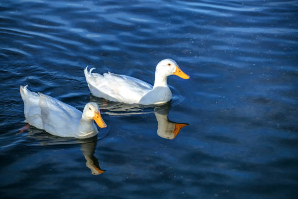 istock white ducks swimming in the lake 1148324636