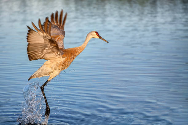 istock Sandhill crane jumping up at sunset time 1148324649