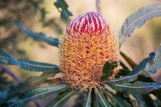 istock Banksia Australian Wildflower 1148325365