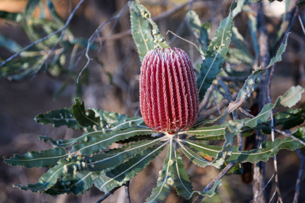 istock Banksia Australian Wildflower 1148325485