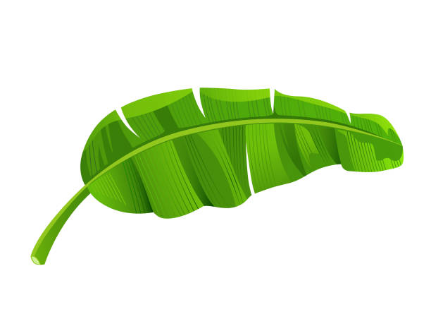 Banana Leaves Vector Isolated On White Background Stock Illustration -  Download Image Now - Banana Leaf, Banana Tree, Cut Out - iStock