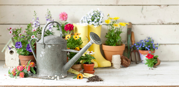 Vintage gardening tools and flowers against a defocused rustic white wood background.