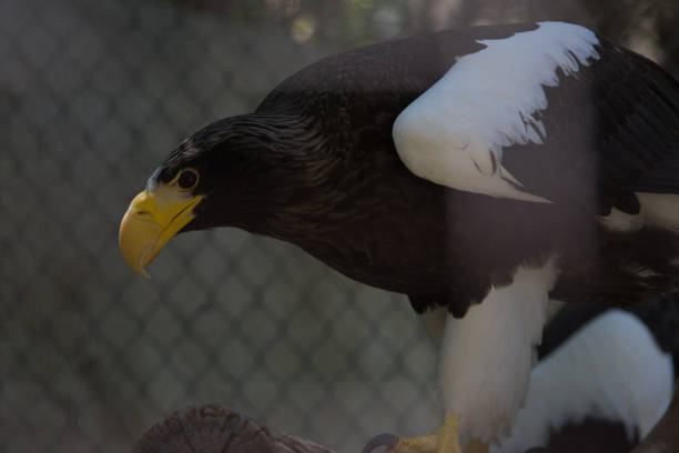 istock White and brown eagle at the zoo 1148331481
