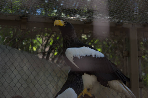 istock White and brown eagle at the zoo 1148331506