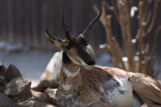 Pronghorn antelope in Yellowstone National Park