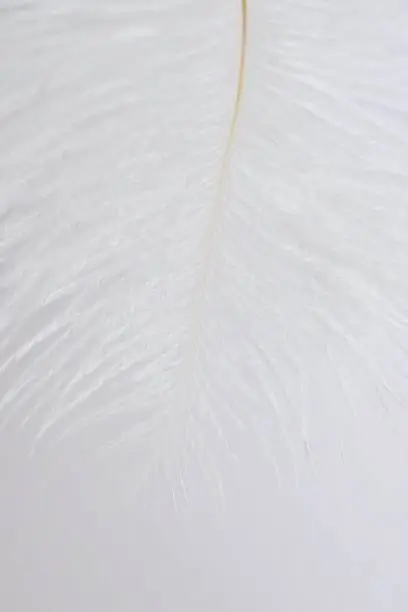 white feather on a white.feather macro background. Texture feather closeup. feather texture on white. Close-up feather.Weightlessness.